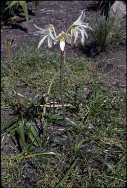 APII jpeg image of Crinum brisbanicum  © contact APII