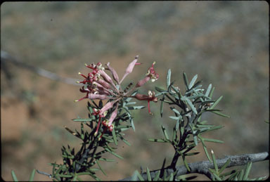 APII jpeg image of Grevillea huegelii  © contact APII