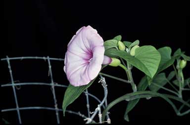 APII jpeg image of Ipomoea 'Proserpine Blue'  © contact APII