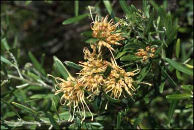 APII jpeg image of Grevillea 'Apricot Glow'  © contact APII