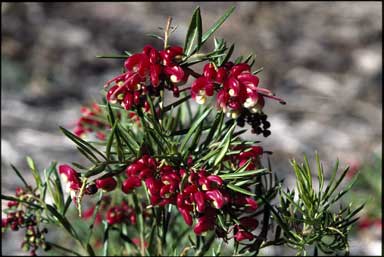 APII jpeg image of Grevillea 'Poorinda Marian'  © contact APII