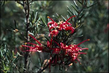 APII jpeg image of Grevillea 'Poorinda Wonder'  © contact APII