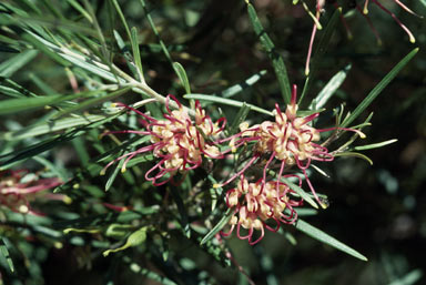 APII jpeg image of Grevillea 'Sid Reynolds'  © contact APII