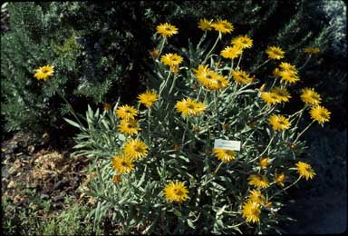 APII jpeg image of Xerochrysum frutescens  © contact APII