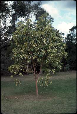 APII jpeg image of Lophostemon confertus 'Variegatus'  © contact APII