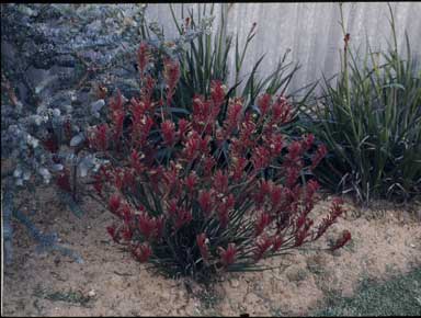 APII jpeg image of Anigozanthos onycis x flavidus  © contact APII