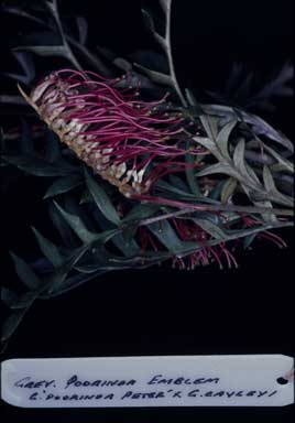 APII jpeg image of Grevillea 'Poorinda Emblem'  © contact APII