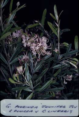 APII jpeg image of Grevillea 'Poorinda Jennifer Joy'  © contact APII