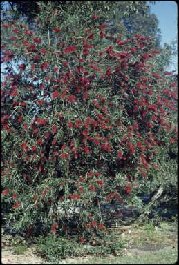 APII jpeg image of Callistemon 'Kings Park Special'  © contact APII