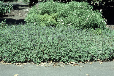 APII jpeg image of Plectranthus graveolens 'Bennelong Frosty Carpet'  © contact APII