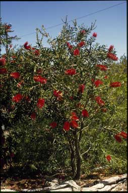 APII jpeg image of Callistemon 'Red Reika'  © contact APII