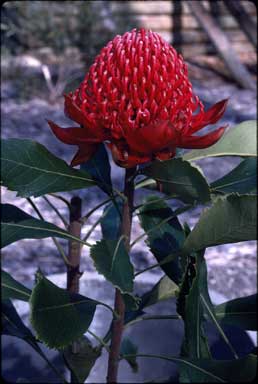 APII jpeg image of Telopea speciosissima 'Red Ned'  © contact APII