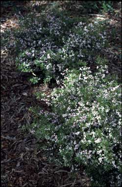 APII jpeg image of Boronia 'Sunset Serenade'  © contact APII