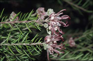 APII jpeg image of Grevillea 'Evelyn's Coronet'  © contact APII