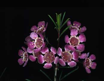 APII jpeg image of Chamelaucium uncinatum 'Purple Pride'  © contact APII