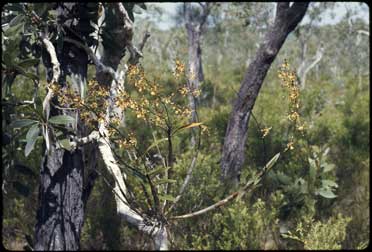 APII jpeg image of Dendrobium trilamellatum  © contact APII