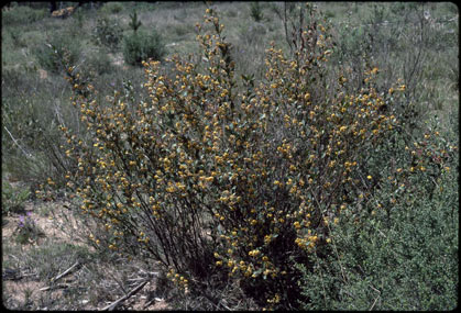 APII jpeg image of Daviesia latifolia  © contact APII