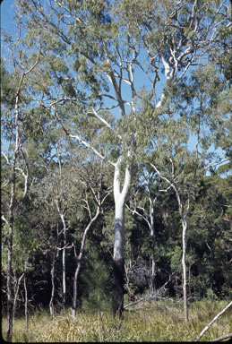 APII jpeg image of Corymbia tessellaris  © contact APII