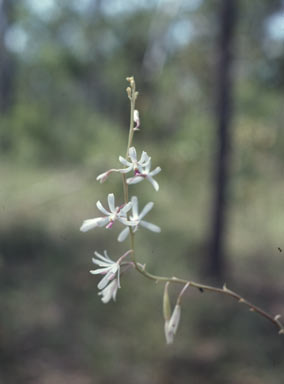 APII jpeg image of Dipodium stenochilum  © contact APII