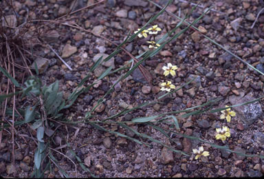 APII jpeg image of Goodenia armstrongiana  © contact APII