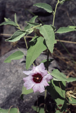 APII jpeg image of Hibiscus leptocladus  © contact APII