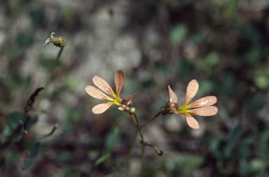 APII jpeg image of Stylidium ceratophorum  © contact APII