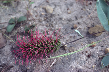 APII jpeg image of Grevillea goodii  © contact APII