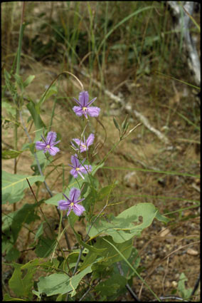 APII jpeg image of Thysanotus banksii  © contact APII