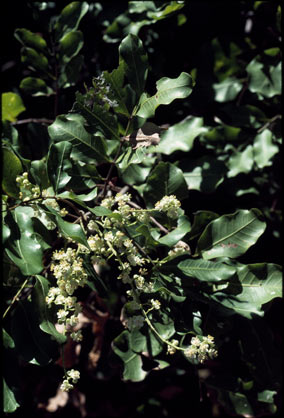 APII jpeg image of Cupaniopsis anacardioides  © contact APII