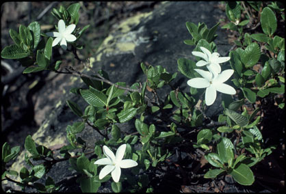 APII jpeg image of Gardenia rupicola  © contact APII