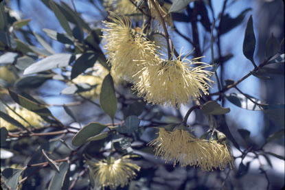 APII jpeg image of Eucalyptus eremophila  © contact APII