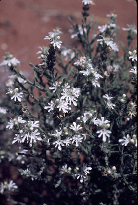 APII jpeg image of Teucrium racemosum  © contact APII