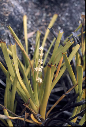 APII jpeg image of Lomandra collina  © contact APII