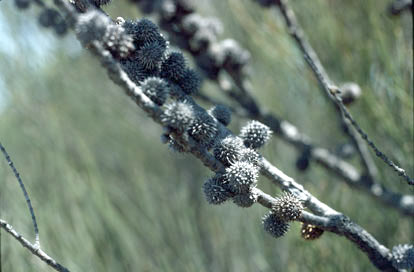 APII jpeg image of Casuarina corniculata  © contact APII