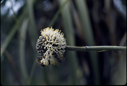 APII jpeg image of Dasypogon hookeri  © contact APII