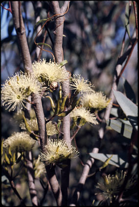 APII jpeg image of Eucalyptus redunca  © contact APII