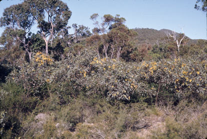 APII jpeg image of Eucalyptus macrandra  © contact APII