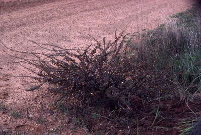 APII jpeg image of Daviesia cardiophylla  © contact APII