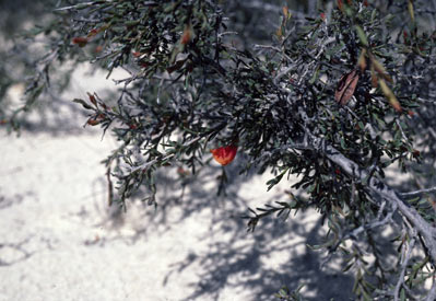 APII jpeg image of Bossiaea preissii  © contact APII