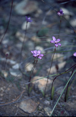 APII jpeg image of Elythranthera brunonis  © contact APII