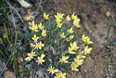 APII jpeg image of Conostylis pusilla  © contact APII