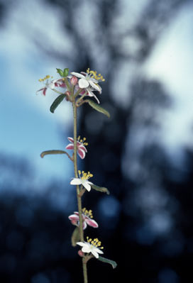 APII jpeg image of Asterolasia pallida subsp. pallida  © contact APII