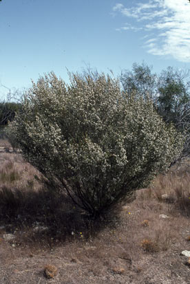 APII jpeg image of Thryptomene costata  © contact APII