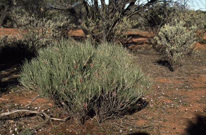 APII jpeg image of Grevillea pityophylla  © contact APII