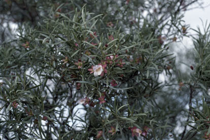 APII jpeg image of Eremophila platycalyx subsp. platycalyx  © contact APII