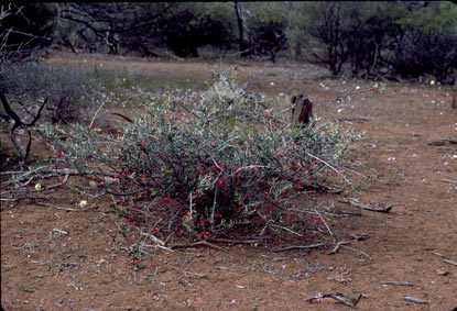 APII jpeg image of Grevillea deflexa  © contact APII