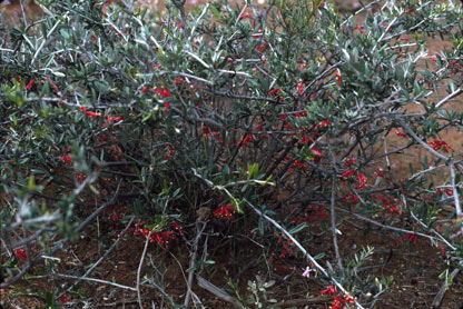 APII jpeg image of Grevillea deflexa  © contact APII