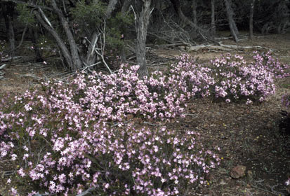 APII jpeg image of Calytrix glutinosa  © contact APII