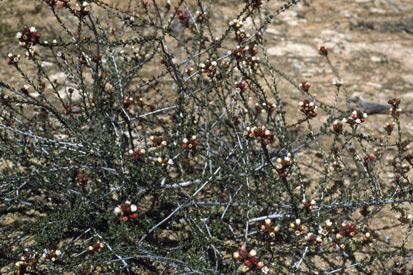 APII jpeg image of Chamelaucium brevifolium  © contact APII