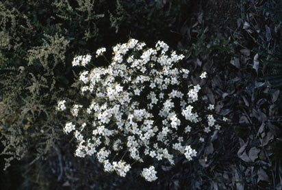 APII jpeg image of Asterolasia pallida subsp. pallida  © contact APII